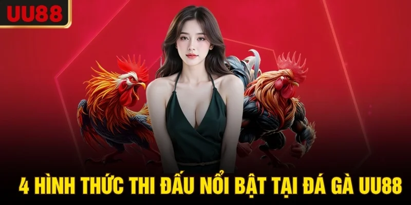4 hình thức thi đấu nổi bật tại đá gà UU88