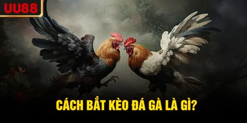 Cách bắt kèo đá gà là gì?