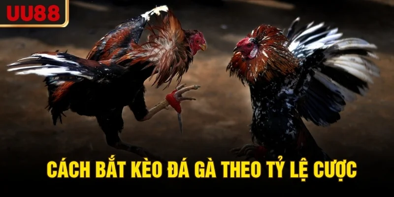 Cách bắt kèo đá gà theo tỷ lệ cược