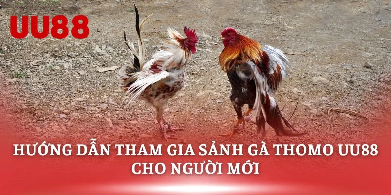 Hướng dẫn tham gia sảnh gà thomo uu88 cho người mới