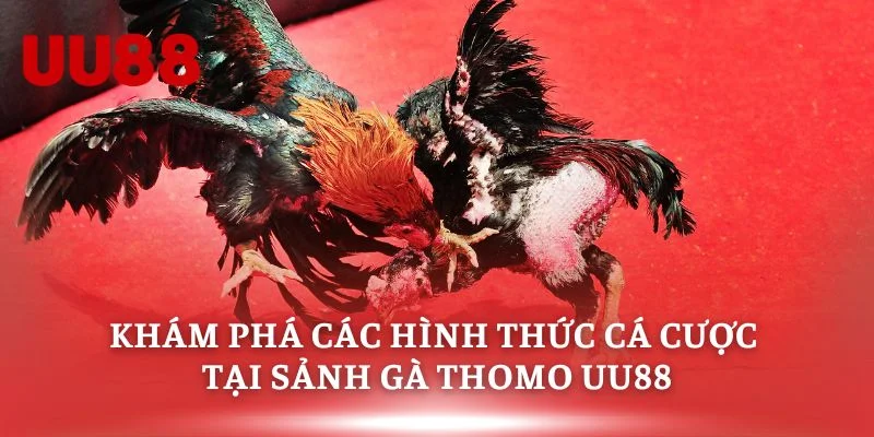 Khám phá các hình thức cá cược tại sảnh gà thomo uu88