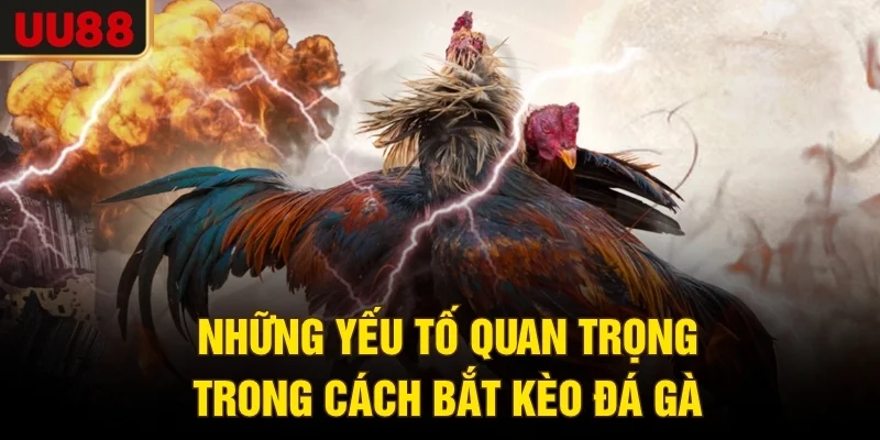 Những yếu tố quan trọng trong cách bắt kèo đá gà