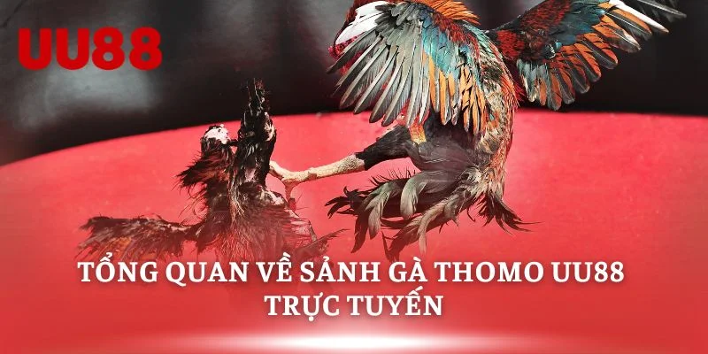 Tổng quan về sảnh gà thomo uu88 trực tuyến